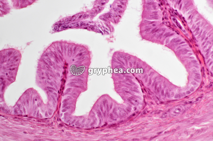 Epithelium cilié x100 - gryphea.org